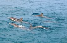 Phuket Dolphin Quest: Racha & Maiton Island Expedition