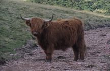 Hills, heather & Highland cows - Hiking in the Pentlands