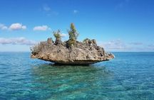 Shared 10 Pax Boat Tour: Dolphin Watching, Snorkelling and BBQ