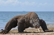 Lombok to Komodo sailing trip 4 days 3 nights