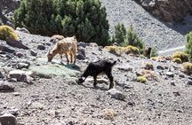 One Day Trek Itinerary imlil to Frozen waterfalls of IGHOULIDNE 