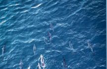 Private Morning Dolphin Watching Snorkeling and Seafood BBQ 