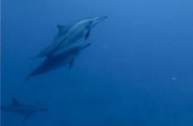 Private Morning Dolphin Watching Snorkeling and Seafood BBQ 