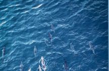 Private Morning Dolphin Watching Snorkeling and Seafood BBQ 