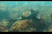 La Jolla Snorkel with the Leopard Sharks