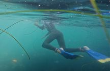 La Jolla Snorkel with the Leopard Sharks