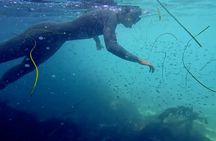 La Jolla Snorkel with the Leopard Sharks