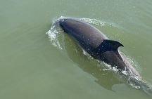 Folly Beach Dolphin Watching Trip with A Stop on Morris Island