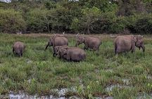 Yala National Park - Full Day Safari (04:30 am - 06:00 pm)