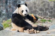 Panda, Leshan, and Emei Mountain 2-day tour