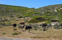 Table Mountain Cape of Good Hope and Penguins Shared Tour
