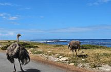 Cape of Good Hope and Penguins Private Tour