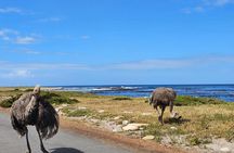 Private Tour to Table Mountain, Penguins Colony and Cape Of Good