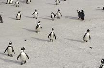  Private Cape Peninsula Tour: Cape Point & Boulders Penguins