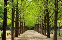Nami Island and Petite France Private Tour
