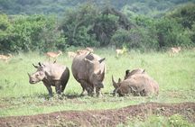 Nairobi National Park Half day trip with 4x4 Safari Land Cruiser