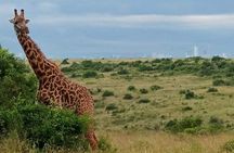 Nairobi National Park Half day trip with 4x4 Safari Land Cruiser