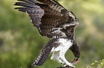 Explore Kruger National Park for 4 Days and 3 Nights 