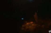 Bioluminescent Night Snorkeling