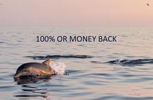 Dolphin Sunset Adventure with Speedboat