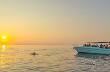 Exclusive Dolphin Watching in Mallorca from Port Alcudia