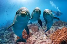 Snorkeling with Dolphins and Lunch at Sataya Reefs From Marsa