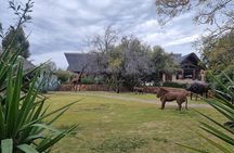 Cape Town Full-Day Big 5 Safari Aquila and Lunch 