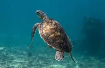 7-Hour Private Guided Tour in Mauritius with Snorkeling and Lunch