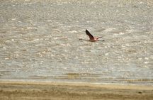 Private Tour at The National Reserve of Paracas