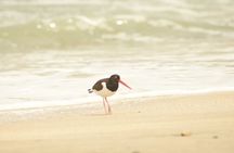 Private Tour at The National Reserve of Paracas