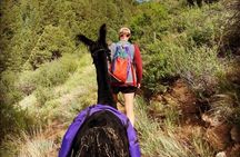 Guided Llama Hike in the Rocky Mountains