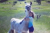 Guided Llama Hike in the Rocky Mountains