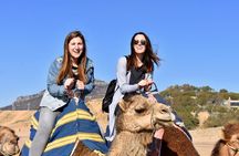 Port Pick Up: Tangier All-inclusive Small Group Tour