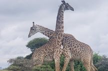 Early Morning Nairobi Park Safari and Giraffe Centre Tour.