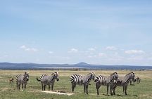 Nairobi Park Safari, Elephant Orphanage and Giraffe Centre Tour.
