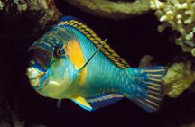 Koh Tao and Nangyuan Snorkeling Tour with Lunch by Catamaran