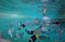 Cabo Wonders: Snorkeling at the Arch in Cabo