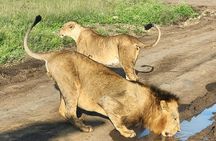 Nairobi National Park, Elephant Orphanage and Giraffe Center Tour