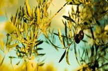 Combo: Epidaurus and Olive Oil Tour from Nafplio
