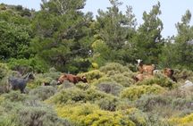 Makrigialos-Ierapetra: Jeep Safari 4x4 Off Road Tour