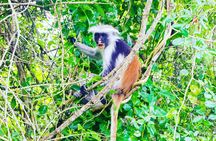 Dolphin Tour Jozan Forest, Kuza Cave, Paje Becach &The Restaurent
