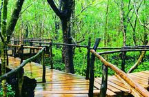 Dolphin Tour Jozan Forest, Kuza Cave, Paje Becach &The Restaurent