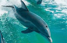 2 Hour Private Dolphin Eco Bout Tour St Pete Beach Florida