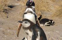 Punta Tombo Cruise Excursion with Penguins
