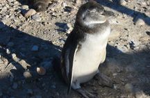 Punta Tombo Cruise Excursion with Penguins