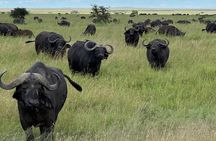 Classic 4-Day Tanzania Safari: Tarangire, Serengeti & Ngorongoro 