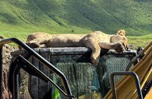 Classic 4-Day Tanzania Safari: Tarangire, Serengeti & Ngorongoro 