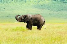 Classic 4-Day Tanzania Safari: Tarangire, Serengeti & Ngorongoro 