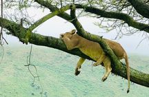 Classic 4-Day Tanzania Safari: Tarangire, Serengeti & Ngorongoro 