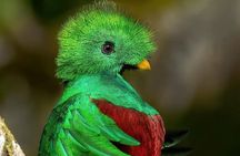 The Quetzal Tour In Monteverde 